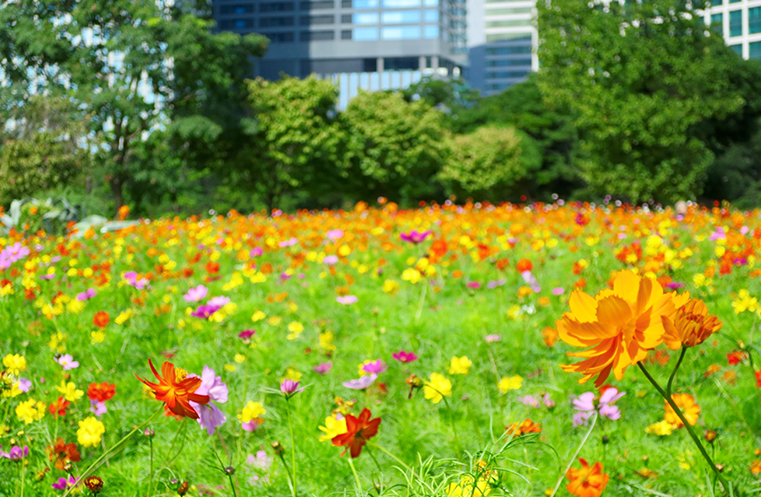 滨离宫皇家花园