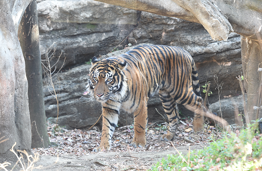 UENO ZOOLOGICAL GARDENS