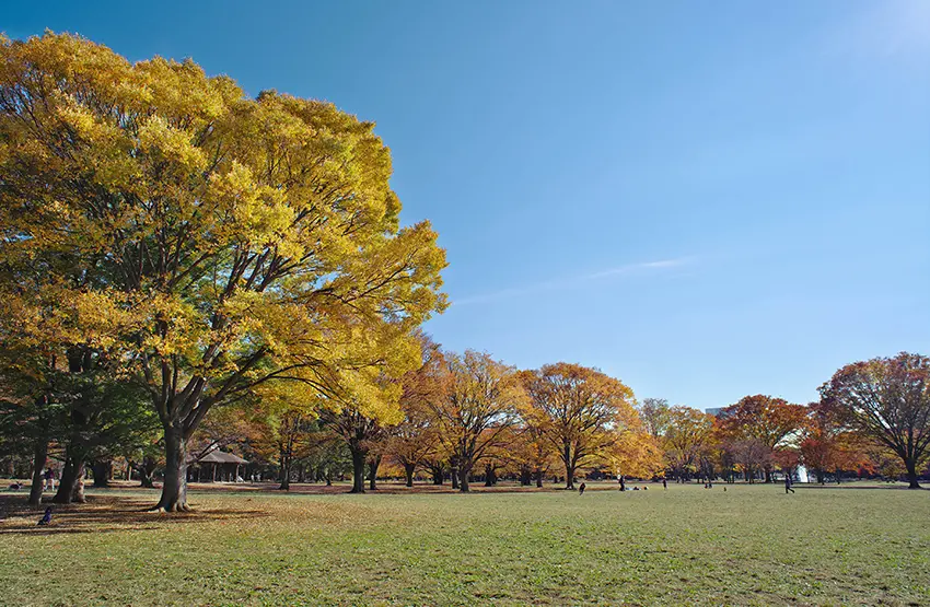Yoyogi Park