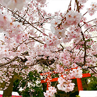 圆山公园/徒步约7分钟