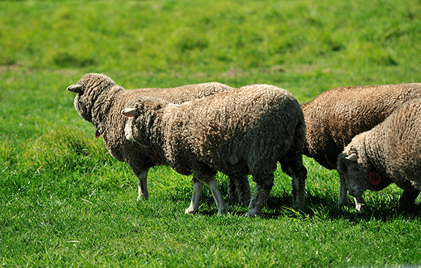 札幌羊丘展望台2